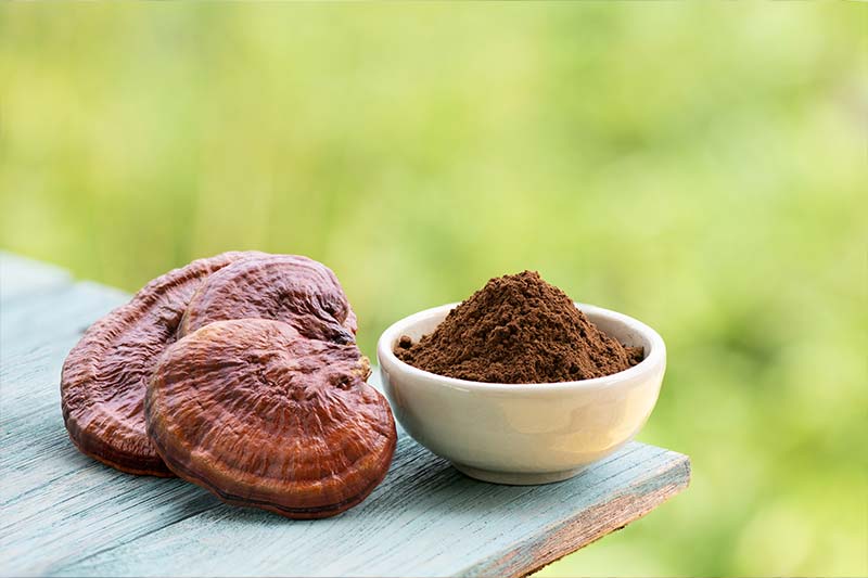 BỘT NẤM LINH CHI - Ảnh 3