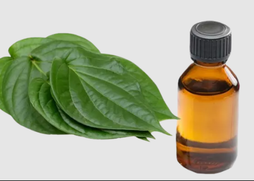 TINH DẦU LÁ TRẦU KHÔNG
